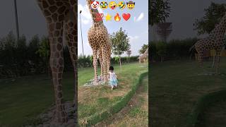 Cute baby new video/ Giraffe ??shortvideo viralshort tiktok ytshorts shorts cute trending