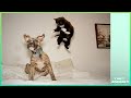 The best jokes in the world of pets 59 2023  only animals