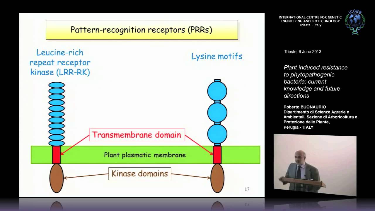 R. Buonaurio - Plant induced resistance to phytopathogenic bacteria..