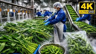 Inside the Water Spinach Industry – Full Process How Premium Frozen Greens Are Made