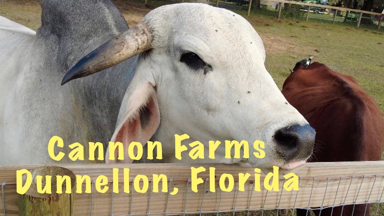 Exploring Cannon Farms Flower Picking and Cow Petting in Dunnellon
