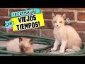 🐈Reaccionando a VIDEOS y FOTOS de cuando mis gatos eran BEBES!! Los DivertiCats de pequeños!😻😺