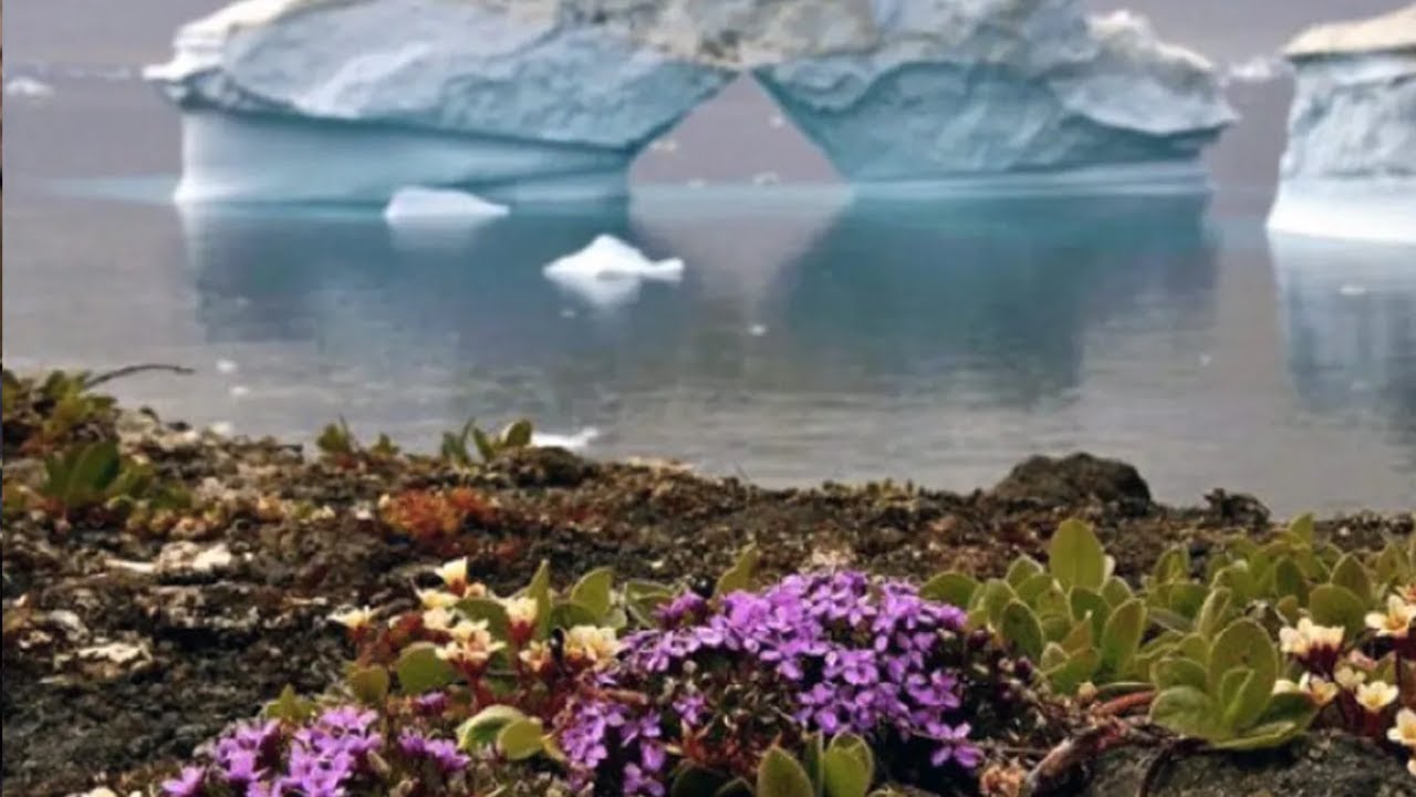 TIKTOK SONG: flowers are blooming in antarctica - vyrval  | 1 hour perfect loop