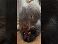 Flower Power Porcupine Noms