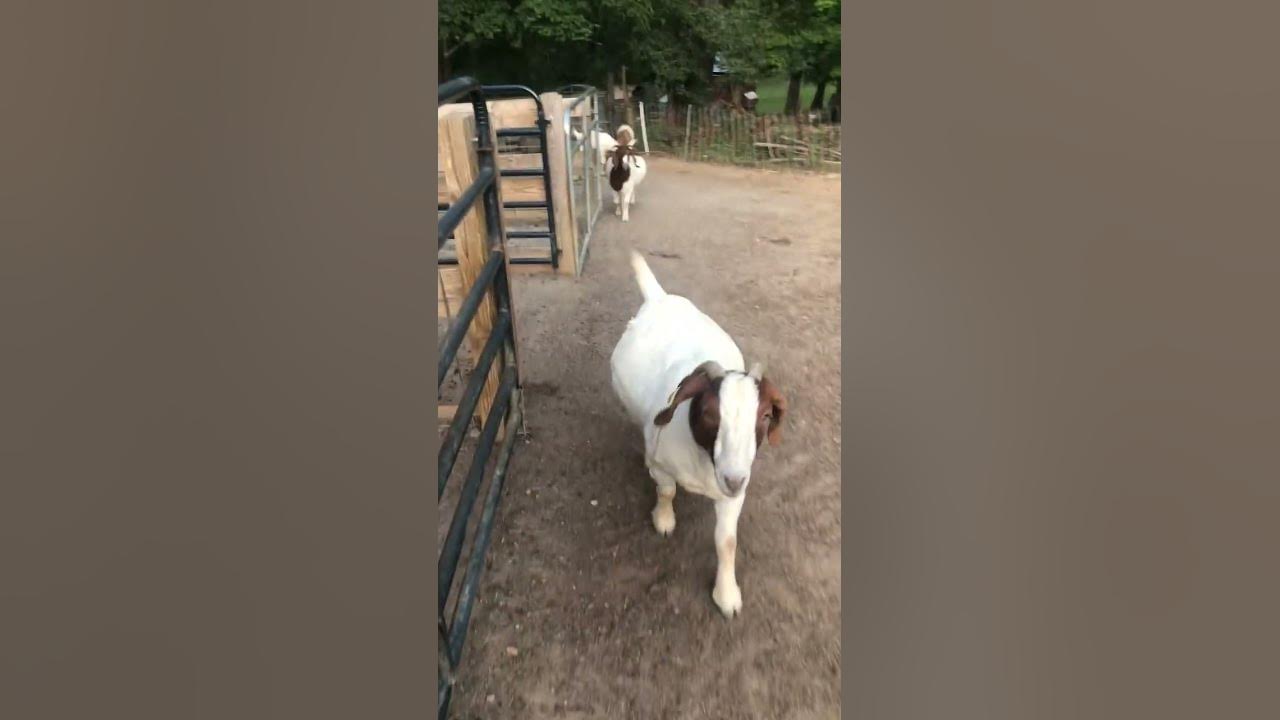chubby momma goats YouTube