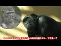 ゲンタロウはどこへ行く　京都市動物園　ニシゴリラ　202101