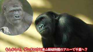 ゲンタロウはどこへ行く　京都市動物園　ニシゴリラ　202101
