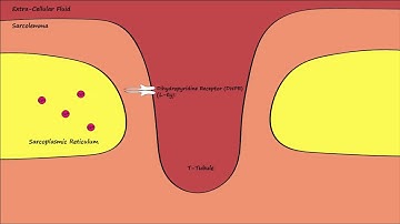 Dihydropyridine & Ryanodine Channels - Excitation/Contraction Coupling