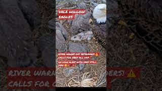 OBEY STILL MISSING! 😳🙏RIVER ENSURES FULL CROPS FOR ALL HER EAGLETS ❤️🐥🐥🐥❤️ 3/31/23 #eagle #baldeagle