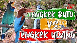 MASTERAN MURAI BATU KASARAN TENGKEK BUTO GACOR VS TENGKEK UDANG GACOR