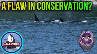 Bigger Picture in Conservation - Southern Resident Killer Whales