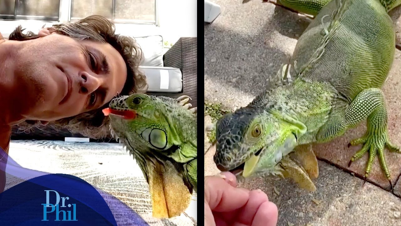 ’My Neighbors Hate Me for Feeding the Iguanas’