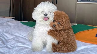 Funniest Animals Videos 2023 😹 Try Not To Laugh Funny Dogs And Cats by Fluff Town 4,082 views 8 months ago 25 minutes