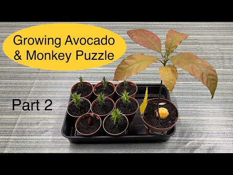 Growing Avocado & Monkey Puzzle | Part 2 - Potting On & Growth