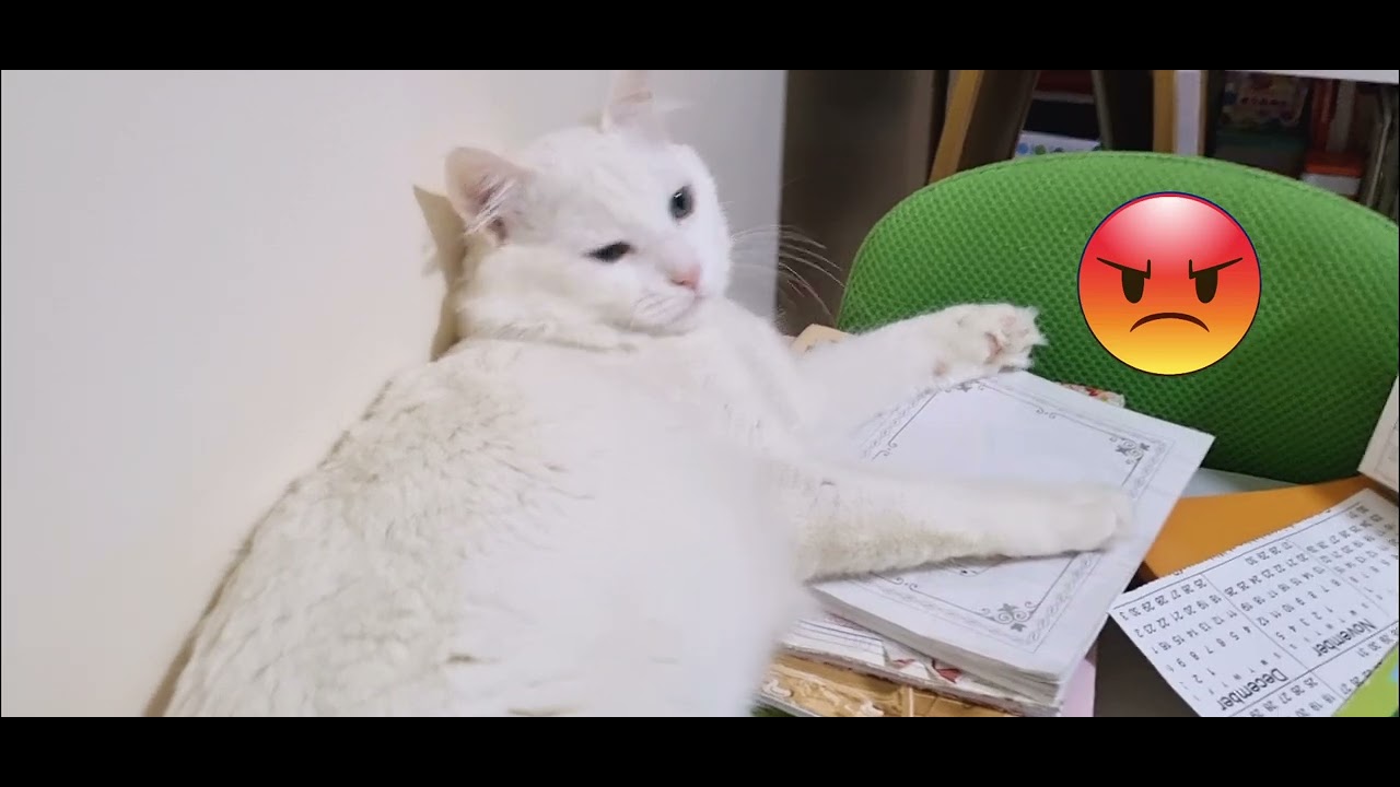 Angry Lucky 😠 || angry cat 