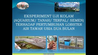 Uji Kolam Terbaik (Kolam Aquarium, Tanah, Terpal, Semen) Untuk Pertumbuhan Lobster Air Tawar.