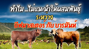 บีฟมาสเตอร์ ไม่ควรนำมาผสม กับแม่พันธุ์ บราห์มัน #วัว #วัวเนื้อ #บีฟมาสเตอร์ #บรามัน