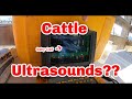 Cattle Ultrasounds??  ⎪Pregnancy Testing Some Heifers