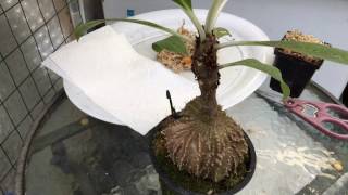 ANT PLANT UPDATE: SEEDLINGS AND  HOW TO SOW MYRMECODIA SEEDS 1080p