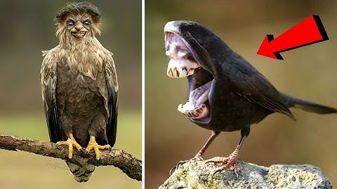 20 STRANGE BIRDS YOU WON