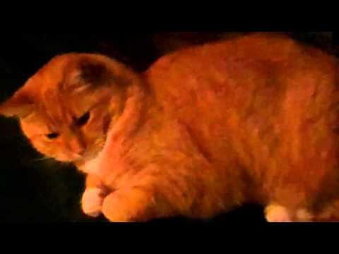 Krismus Kat pfft n mor thumbnail