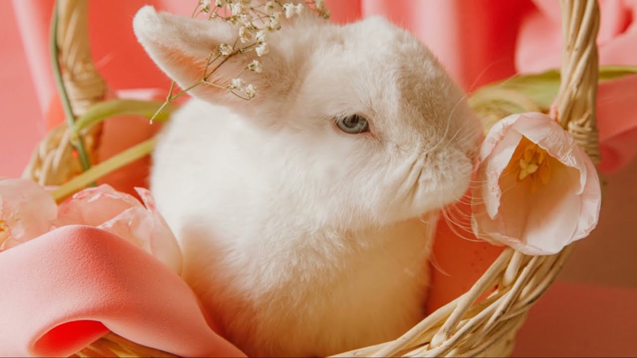 Fluffy Wizard Rabbit's Magic Potion Adventure! 🐰✨ | Magical Bunny Tales for Kids