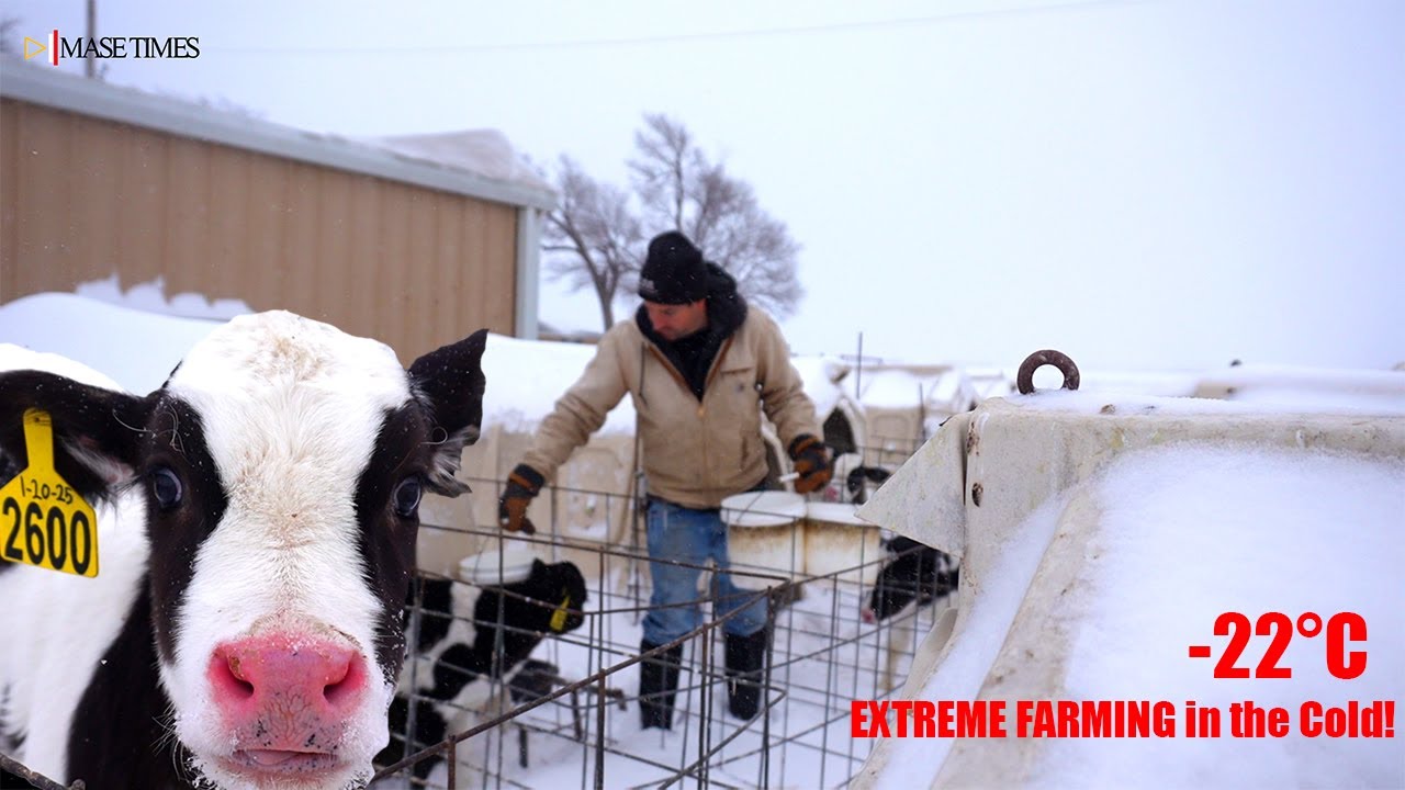 Surviving a -22°C Snowstorm on a Kansas Dairy Farm! ❄️🐄