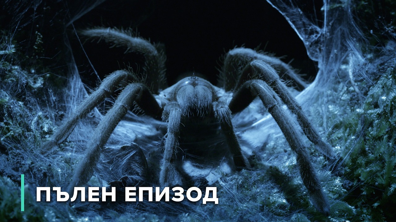 Горските хищници на Австралия | Опасни австралийски животни 101