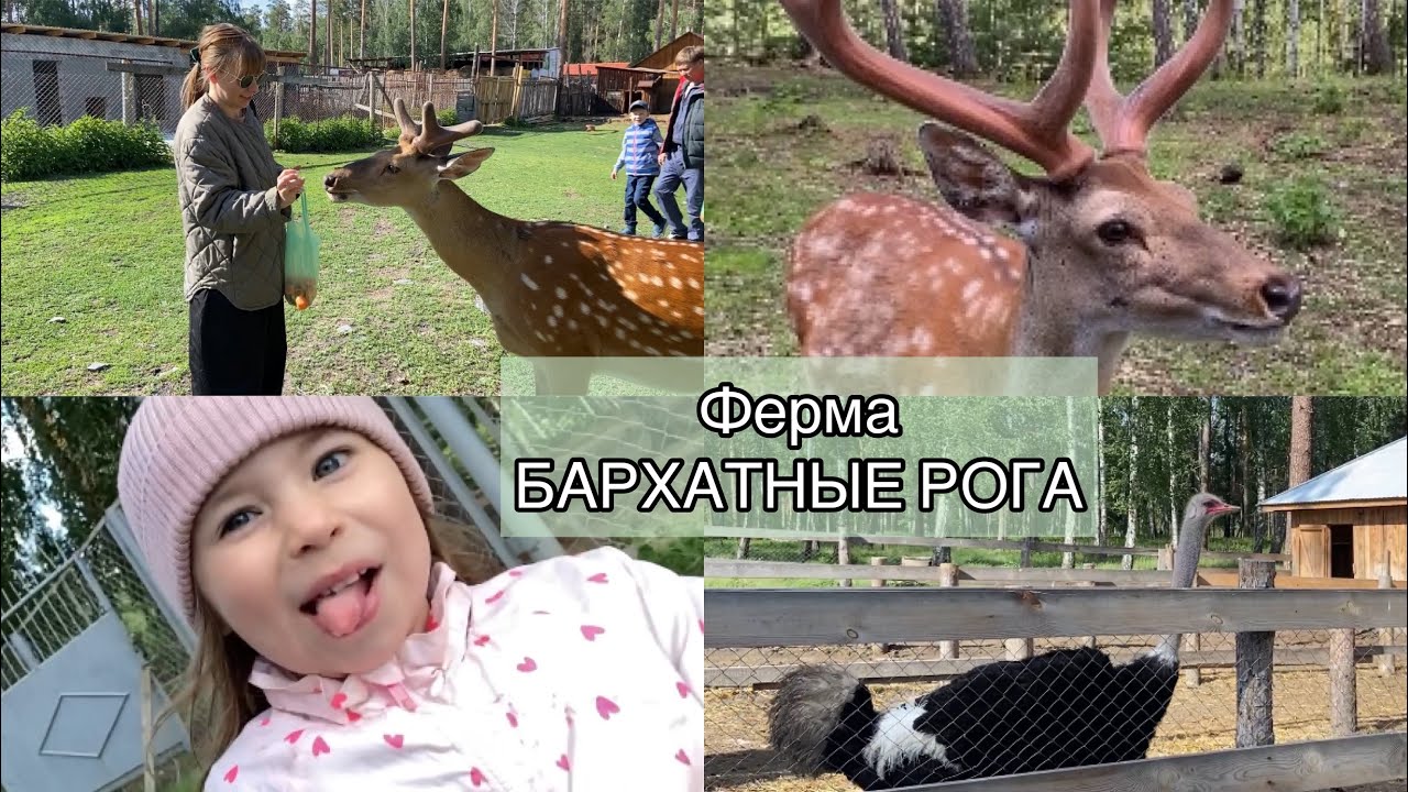 Ферма бархатные рога Свердловская область. Ферма бархатные рога