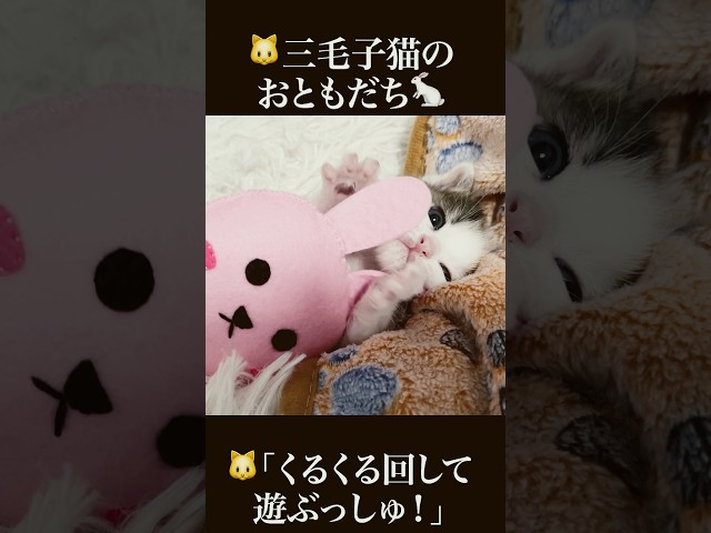 🐱三毛子猫、おともだちのウサギ人形と遊ぶ🐰   #cat #kitten #猫 #子猫 #ねこ #こねこ #shorts  #保護猫  #猫のいる暮らし