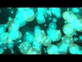 4k Blue Bokeh background, Free Abstract blue Bokeh background video by #aadesigns