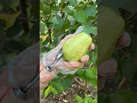 Cut Ripe Guava Beautiful Nature With Life Fruit Satisfying Fruitcutting 