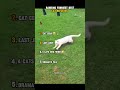 Ranking funniest best cat reflexes #shorts