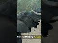 Elephants Talk Miles Apart! The Infrasound Secret