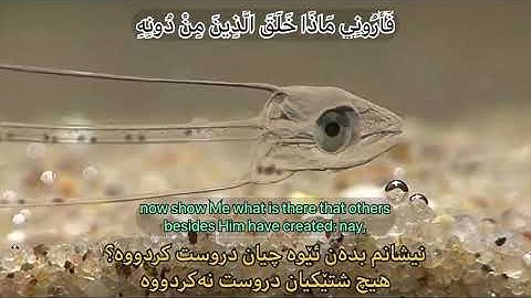 هذا خلق الله - القارئ اسلام صبحي
