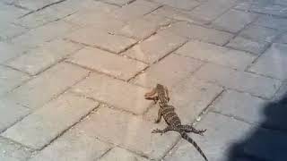 Baby Salva makan cicak
