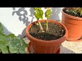 Making Egg shell fertilizer for my plants | Organic fertlizer | Home mads fertilizer.