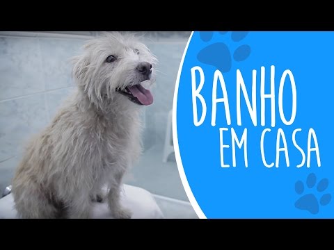 Vídeo: Como Dar Banho Em Seu Cachorro