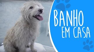 [Aula Prática] Como dar banho em cachorro na sua casa!! [Ju Almeida Pet]