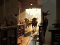 Cowboy Lingo: Hair in the Butter and Wild West Words Unleashed!