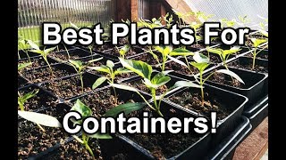 Five Best Vegetables For Container Gardening