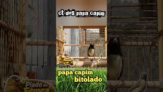 papa capim canto bitolado original #papacapimbitola #cantobitola #coleirobitola #baianobitola