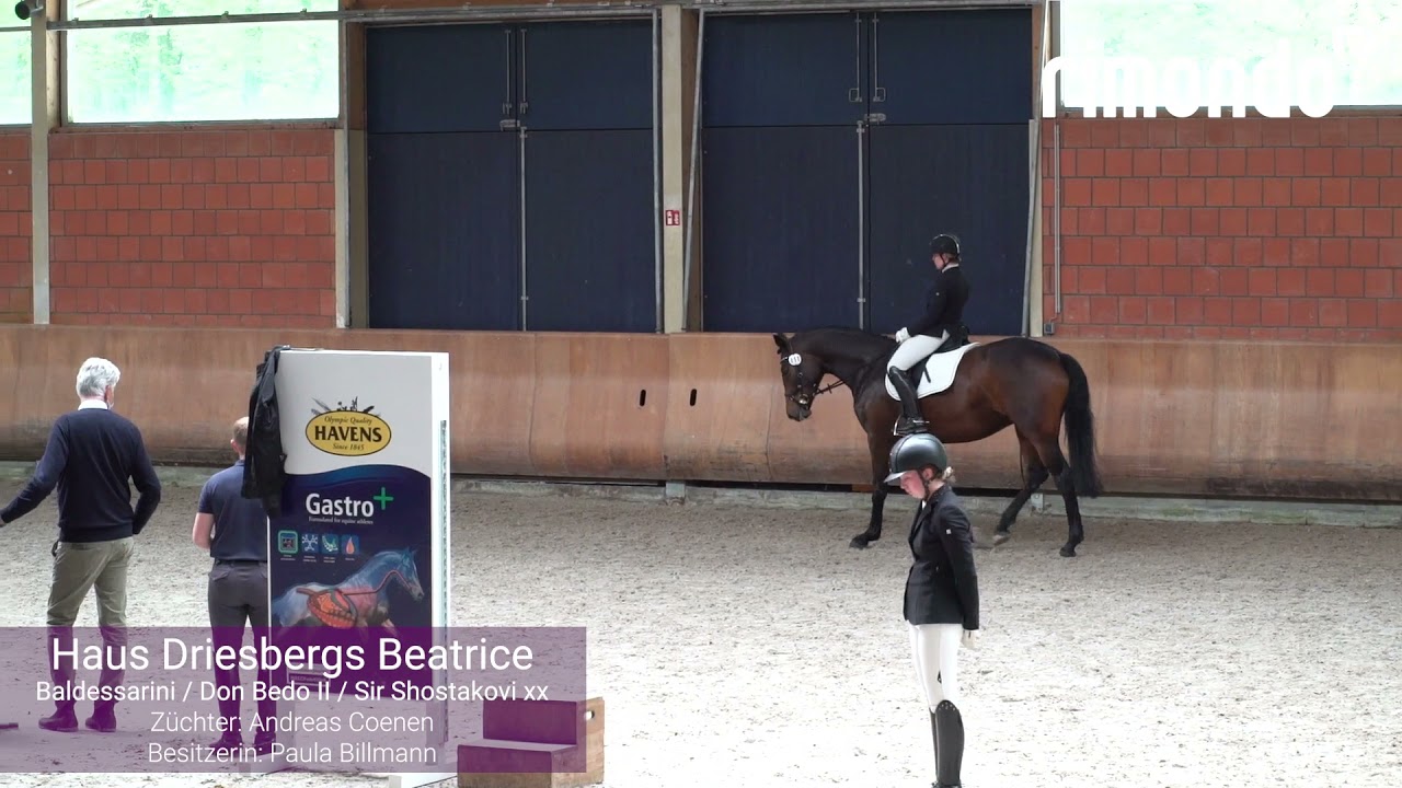 Hannoveraner Stutenleistungsprüfung & Eintragung in Wickrath 2021