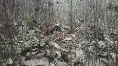 bẫy gà rừng. cuab qaib qus tuaj zoo kawg