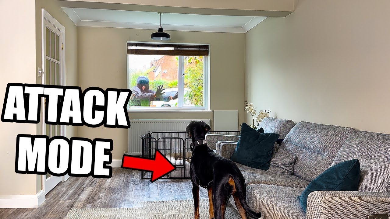 Will A Doberman Protect During A Home Invasion? YouTube