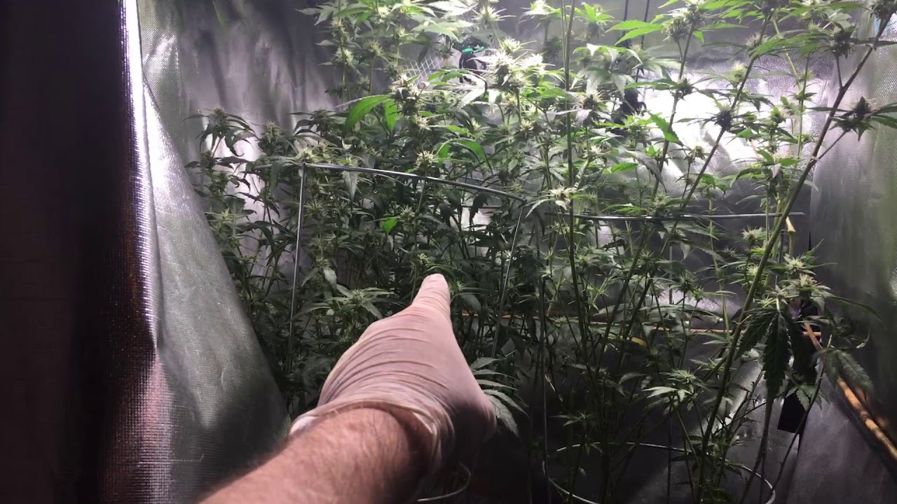 Growing Cannabis: Week 3 of Flower