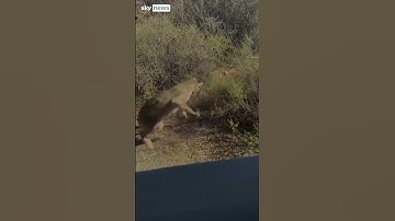 Watch: Bobcat vs rattlesnake