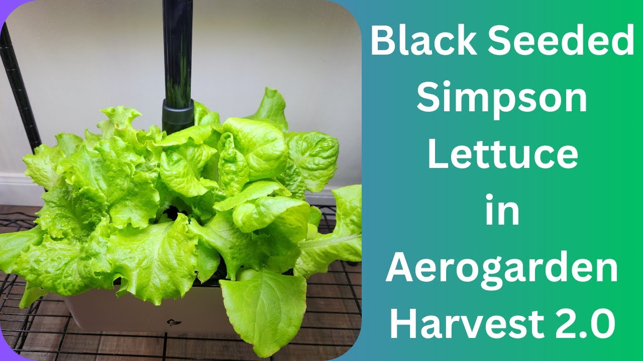 Black Seeded Simpson Lettuce in Harvest 2.0 Aerogarden Hydroponics