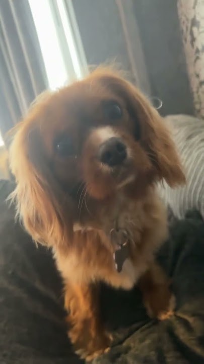Get A Dog They Said It Will Be Fun They Said dog dogs YouTube get-a-dog-they-said-it-will-be-fun-they-said-dog-dogs-youtube