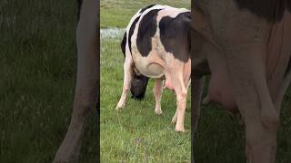 Beautiful Cows On The Pasture #Cows #Cow #Farm #Dairy #Dairyfarming #Farmlife